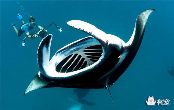 蝠鲼怎么读，孓孑孓孒怎么读（魔鬼鱼，不开心就飞上天）