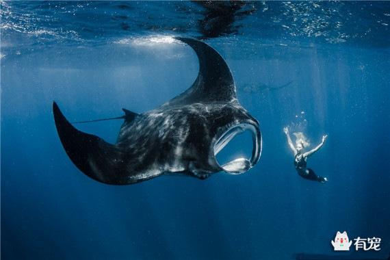 蝠鲼怎么读，孓孑孓孒怎么读（魔鬼鱼，不开心就飞上天）