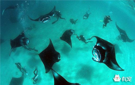 蝠鲼怎么读，孓孑孓孒怎么读（魔鬼鱼，不开心就飞上天）