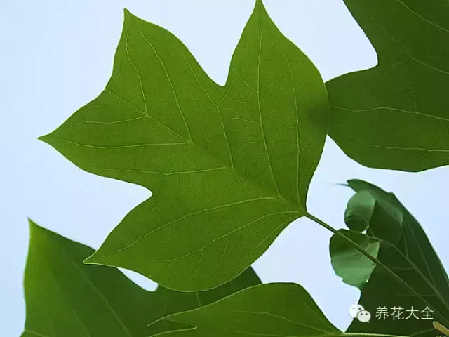 藏红花图片，那些颇具特色的植物绿叶（藏红花图片）