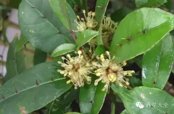 藏红花图片，那些颇具特色的植物绿叶（藏红花图片）