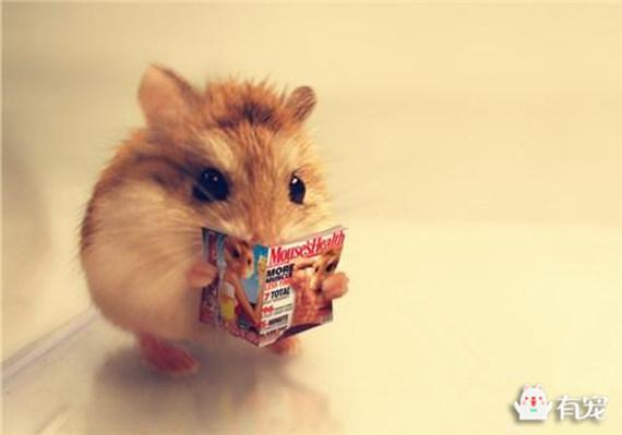 仓鼠太热会有什么反应，仓鼠怎么养才粘人（仓鼠这熬人的小妖精）