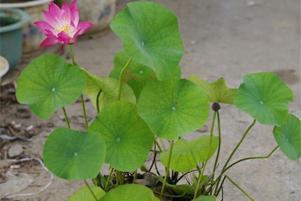 无土碗莲的种植方法水培，无土栽培的碗莲花怎么种（碗莲无土栽培，手把手教你）