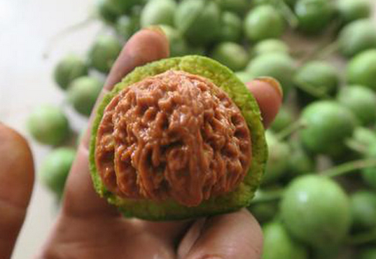 金丝海柳是什么材质，金丝海柳是什么材质的怎么分辨真假（回家再后悔钱包被骗空也没有用了）