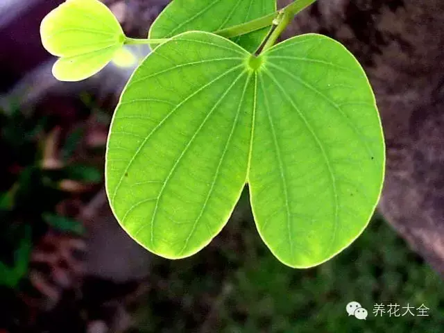 藏红花图片，那些颇具特色的植物绿叶（藏红花图片）