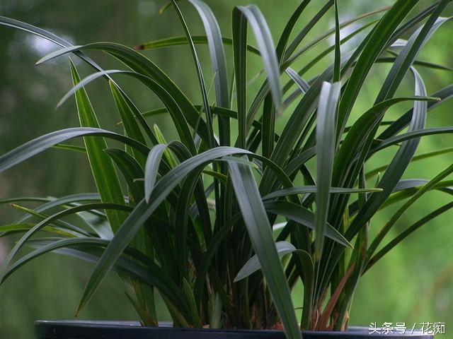 如何种植兰花，如何种植兰花草（你知道该如何养好一盆兰花吗）