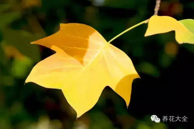 藏红花图片，那些颇具特色的植物绿叶（藏红花图片）