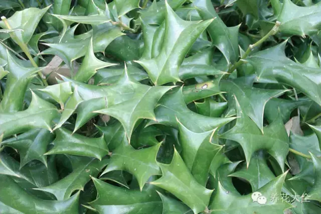 藏红花图片，那些颇具特色的植物绿叶（藏红花图片）