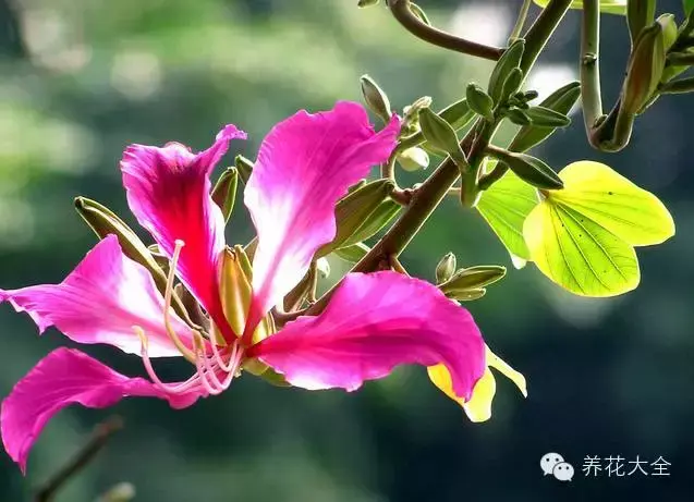 藏红花图片，那些颇具特色的植物绿叶（藏红花图片）