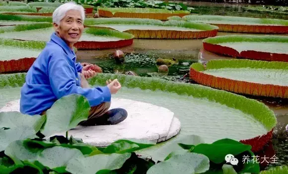 藏红花图片，那些颇具特色的植物绿叶（藏红花图片）