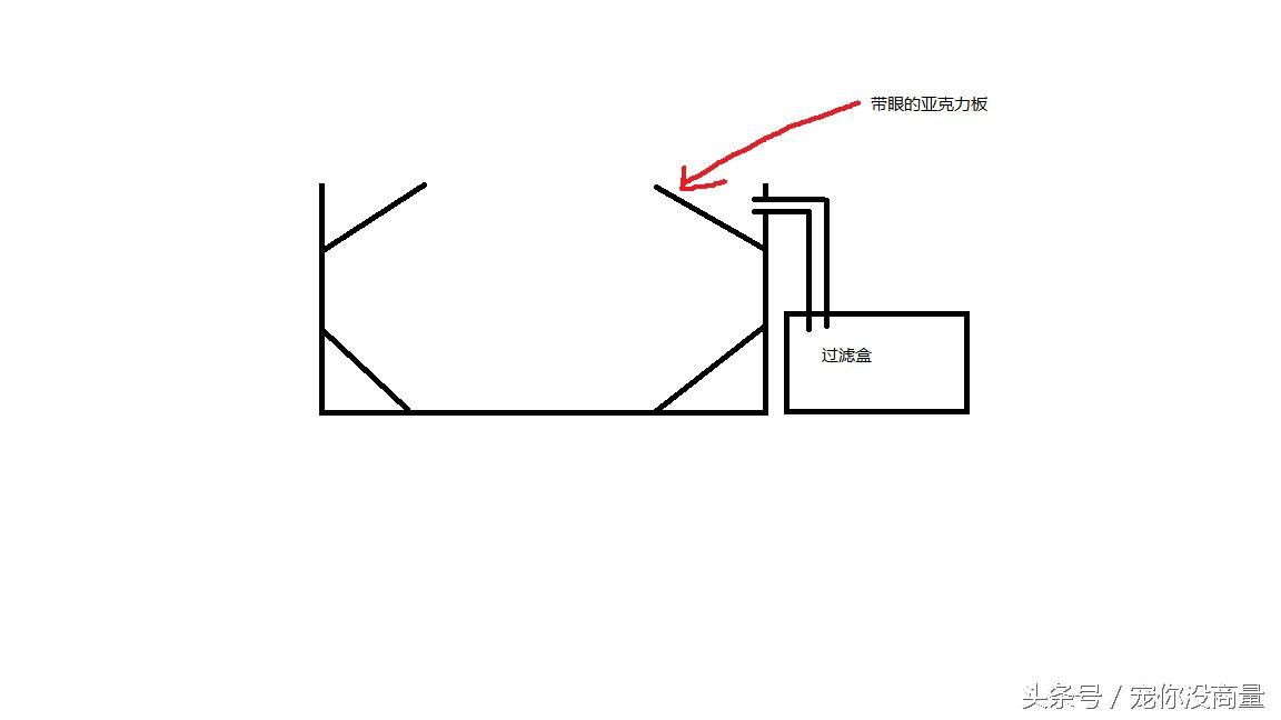 水母应该怎样科学养殖，怎么养殖水母（水中精灵——水母的家庭饲养方法）