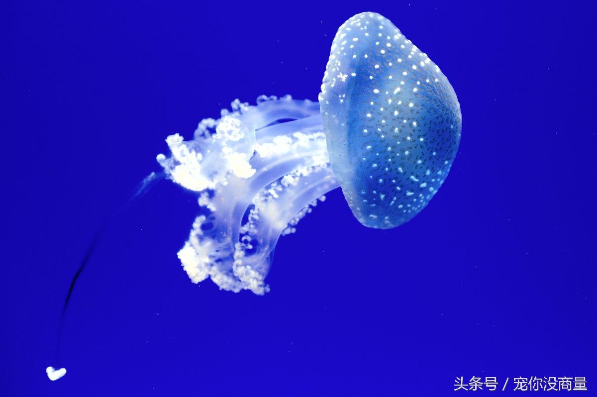 水母应该怎样科学养殖，怎么养殖水母（水中精灵——水母的家庭饲养方法）