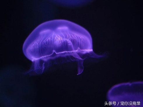 水母应该怎样科学养殖，怎么养殖水母（水中精灵——水母的家庭饲养方法）