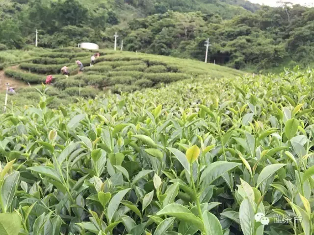 乌龙茶和铁观音的区别，铁观音茶叶是绿茶吗（铁观音和台湾乌龙）