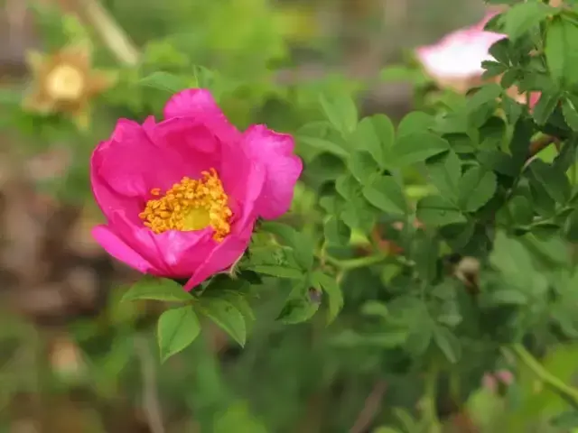 刺梨泡酒的做法，野生刺梨子泡酒的正确方法（极佳的滋补营养珍果）