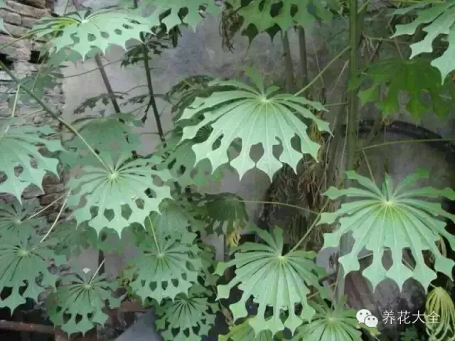 藏红花图片，那些颇具特色的植物绿叶（藏红花图片）