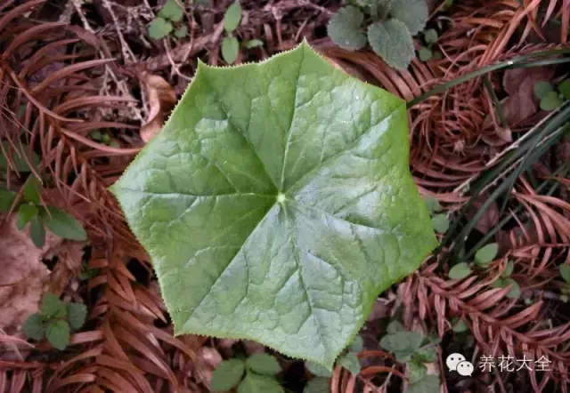 藏红花图片，那些颇具特色的植物绿叶（藏红花图片）