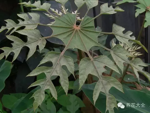 藏红花图片，那些颇具特色的植物绿叶（藏红花图片）