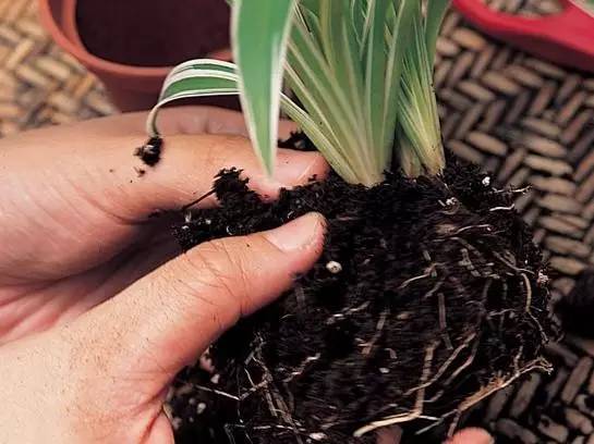 分株繁殖的方法和步骤(详解分株繁殖的特点及方法)