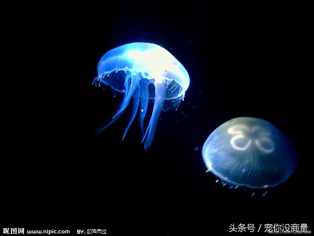 水母应该怎样科学养殖，怎么养殖水母（水中精灵——水母的家庭饲养方法）