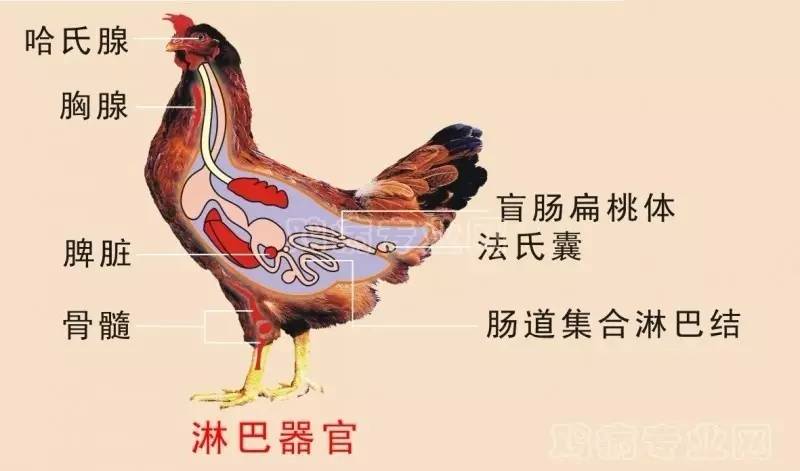 鸭脖有淋巴结吗,一周吃一次鸭脖有害吗(鸡鸭脖子上的淋巴结真的不能吃