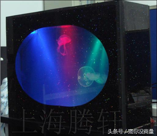 水母应该怎样科学养殖，怎么养殖水母（水中精灵——水母的家庭饲养方法）