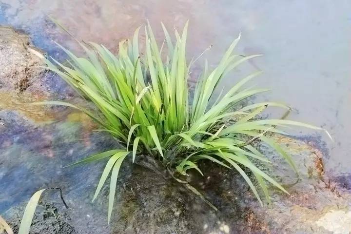 水生植物有哪些，水生植物有哪些分类（24种常见的水生植物）