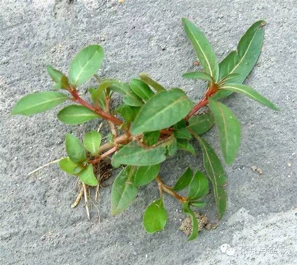 水生植物有哪些，水生植物有哪些分类（24种常见的水生植物）