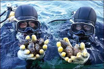 海参是动物还是植物，海苹果是动物还是植物（海参：恶心别人，成全自己）