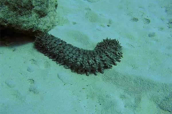 海参是动物还是植物，海苹果是动物还是植物（海参：恶心别人，成全自己）