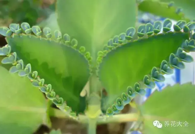 藏红花图片，那些颇具特色的植物绿叶（藏红花图片）