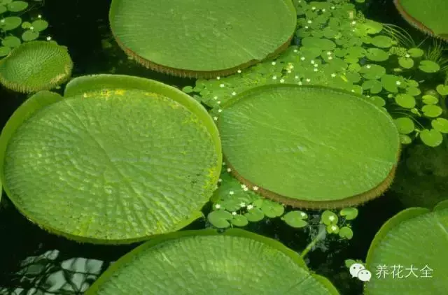 藏红花图片，那些颇具特色的植物绿叶（藏红花图片）