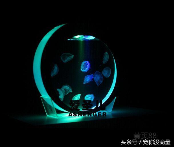 水母应该怎样科学养殖，怎么养殖水母（水中精灵——水母的家庭饲养方法）