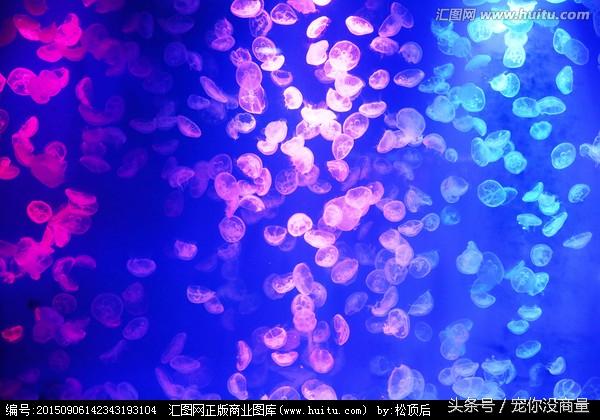 水母应该怎样科学养殖，怎么养殖水母（水中精灵——水母的家庭饲养方法）
