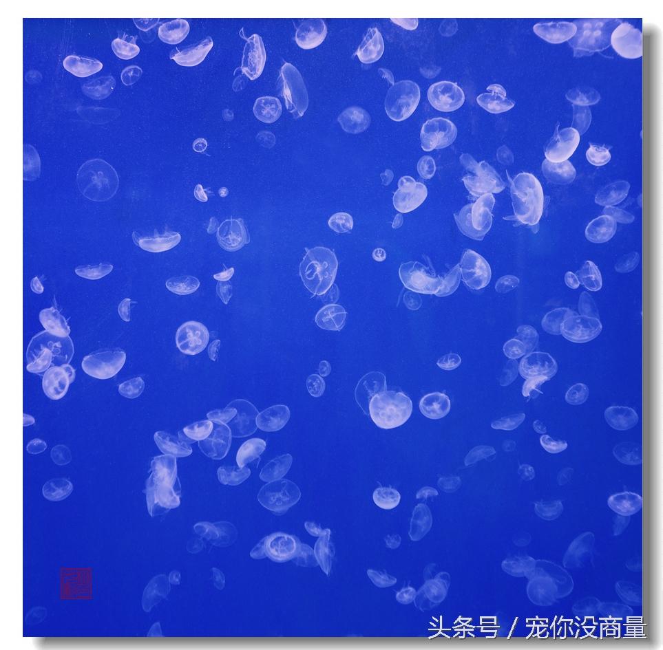 水母应该怎样科学养殖，怎么养殖水母（水中精灵——水母的家庭饲养方法）