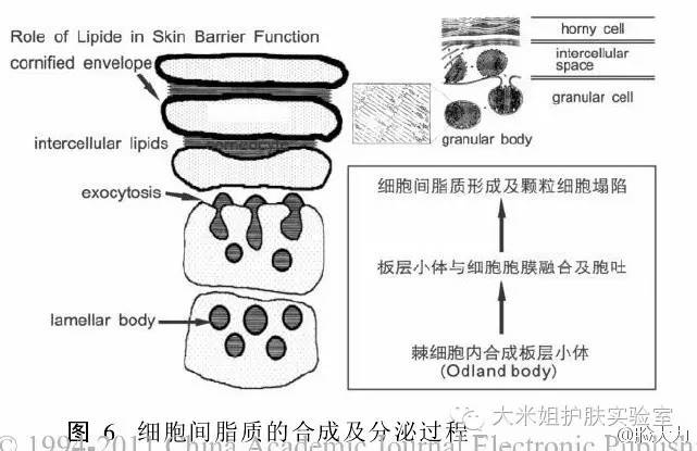 酒精挥发是什么变化，酒精挥发是物理变化还是化学变化（酒精带给皮肤的最大伤害是隐形的。）