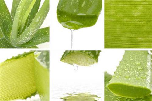 马齿苋祛痘方法，马齿苋能治痘痘吗（这场“战痘”必胜无疑）