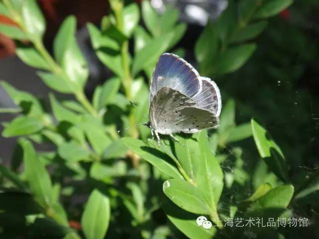 德田重男书法女主角，德田重男书法女主角布艺吸音板（看完这场艺术展，侬好收骨头了）