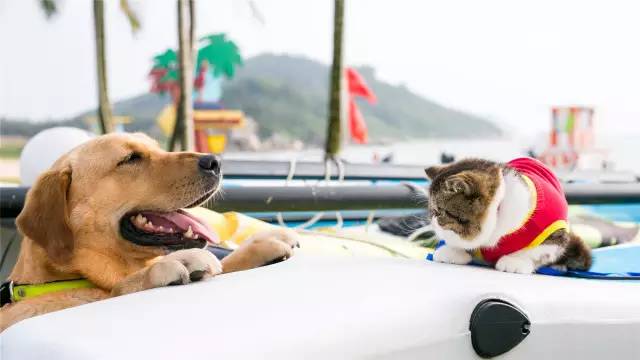 神犬小七2演员表，神犬小七2演员表全部（《神犬小七2》今晚收官）