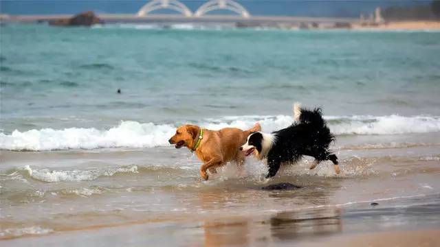 神犬小七2演员表，神犬小七2演员表全部（《神犬小七2》今晚收官）