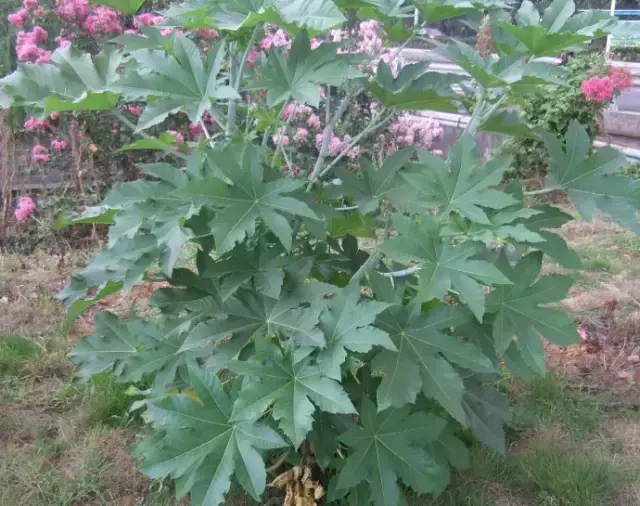 巨型猪笼草有毒吗，巨型猪笼草图片大全（这十大危险植物大人小孩都别乱碰）