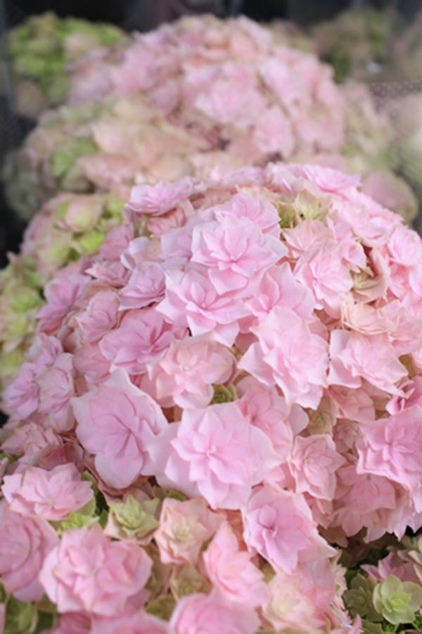 无尽夏（无尽夏绣球，重瓣绣球“无尽夏”——银河（无尽夏绣球百度百科）