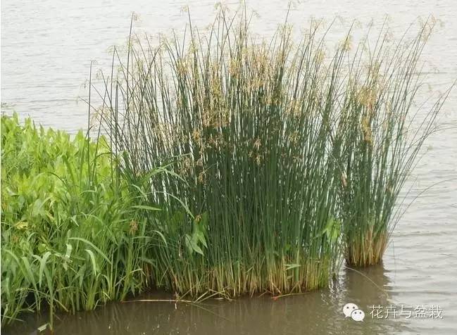 水生植物有哪些，水生植物有哪些分类（24种常见的水生植物）