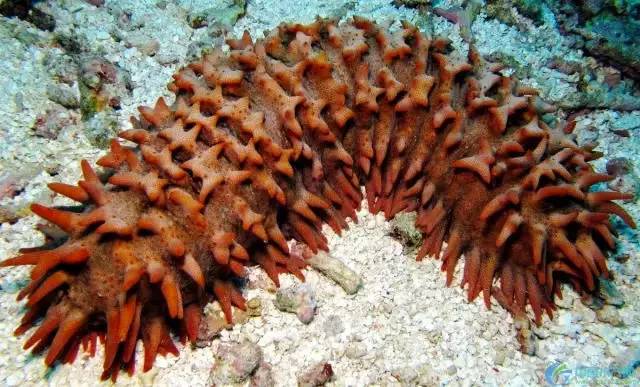 海参是动物还是植物，海苹果是动物还是植物（海参：恶心别人，成全自己）