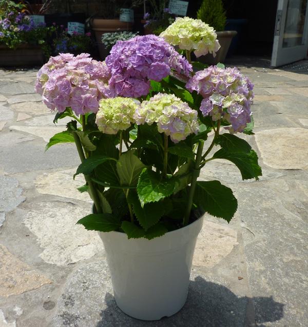 无尽夏（无尽夏绣球，重瓣绣球“无尽夏”——银河（无尽夏绣球百度百科）