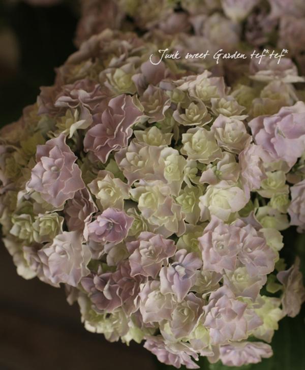 无尽夏（无尽夏绣球，重瓣绣球“无尽夏”——银河（无尽夏绣球百度百科）