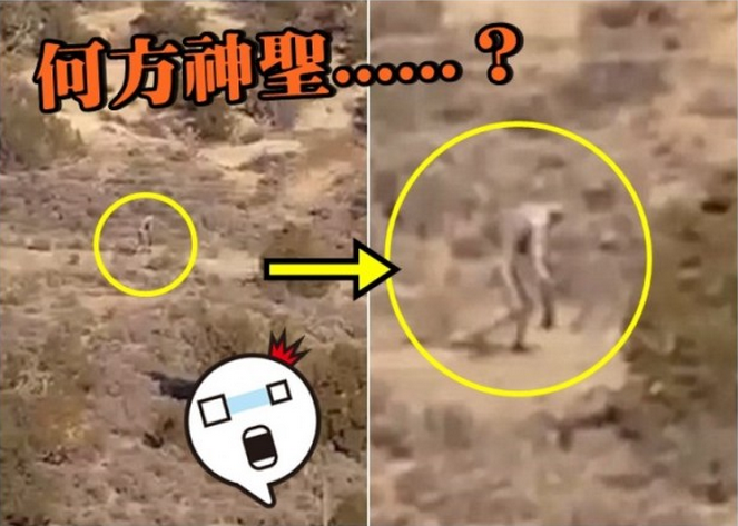 吸血鬼乌贼，吸血鬼乌贼吸血吗（山羊吸血怪双手长及膝盖　横行葡萄牙沙漠）