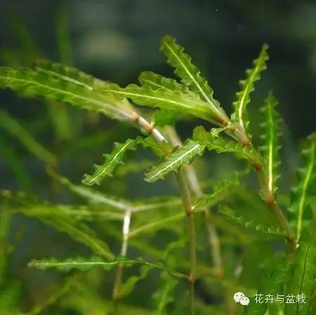 水生植物有哪些，水生植物有哪些分类（24种常见的水生植物）