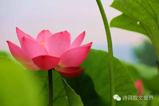 席慕容简介，席慕容简介300字（席慕蓉：最美的八首诗歌）