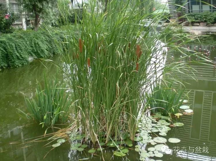 水生植物有哪些，水生植物有哪些分类（24种常见的水生植物）